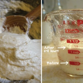 Making the biga starter. Notice how much it rose after 6-8 hours.